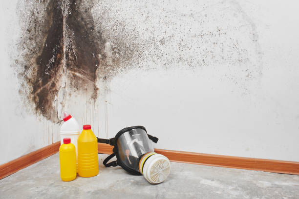 Best Mold Damage Repair  in Barrington, NJ