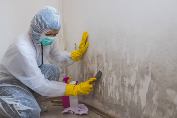 Best Mold Remediation  in Barrington, NJ