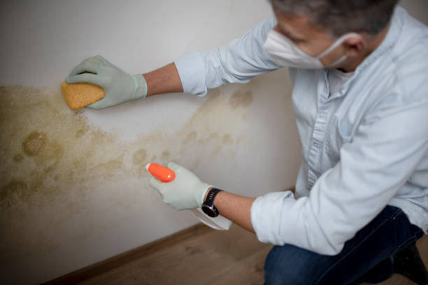 Best Professional Mold Removal  in Barrington, NJ