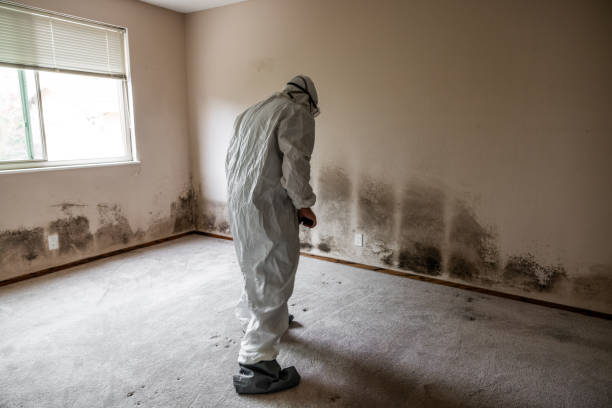 Best Mold Removal Company Near Me  in Barrington, NJ