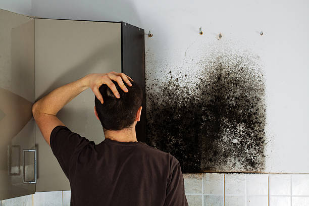 Best Mold Testing  in Barrington, NJ