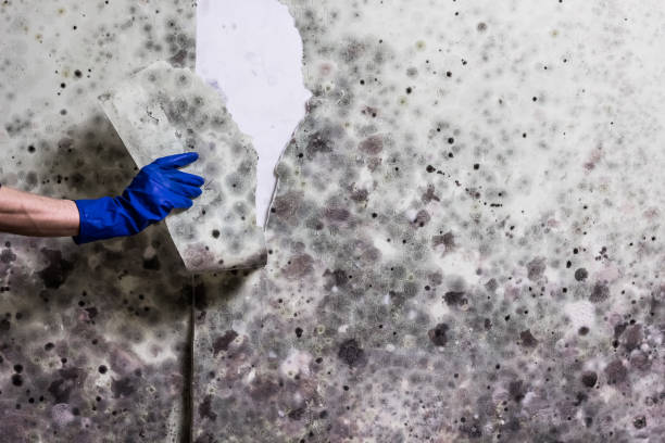 Best Emergency Mold Removal  in Barrington, NJ