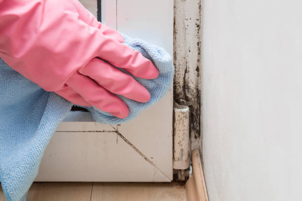  Barrington, NJ Mold Removal Pros